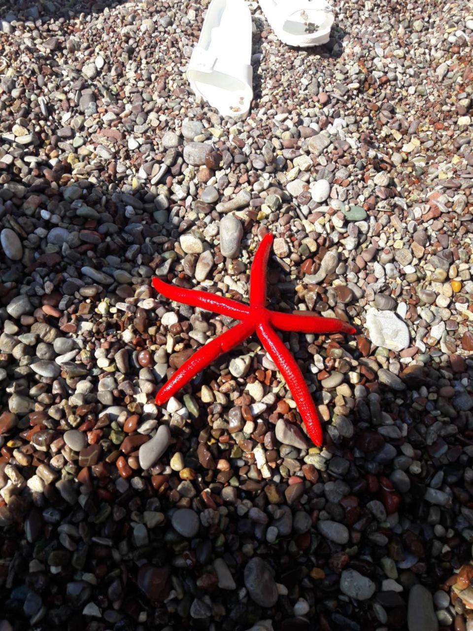 Sea Star Apartment Добра вода Екстериор снимка